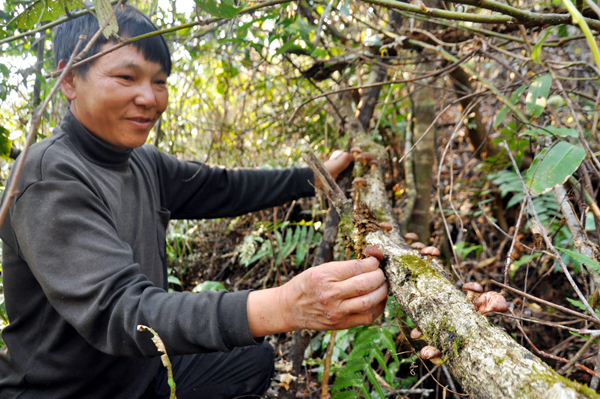 Nấm Hương Rừng Võ Nhai – Đặc Sản Quý của người dân tộc vùng núi Thái Nguyên